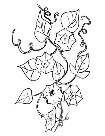 Campanula Bell Flower Coloring Page