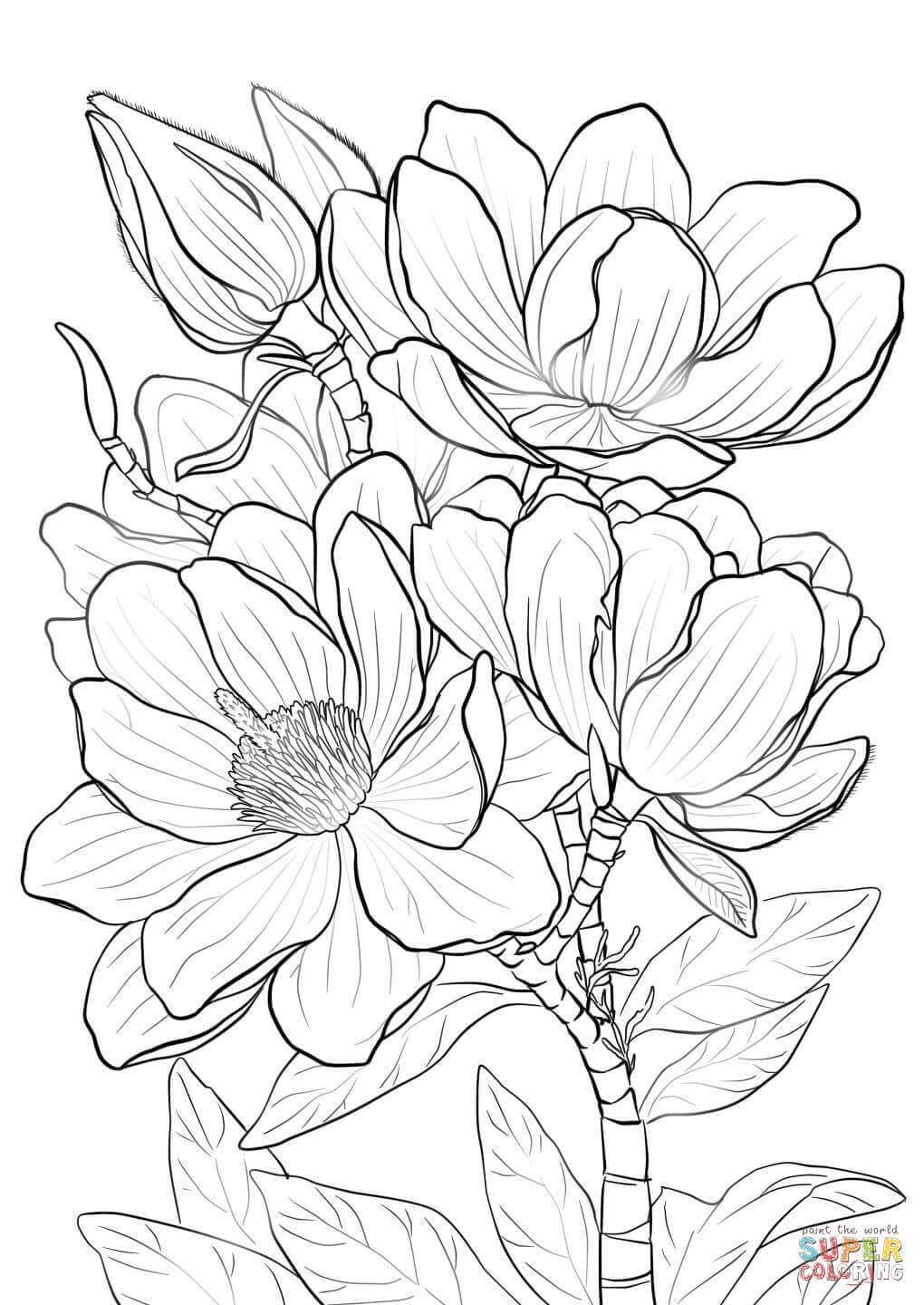 Campbells Magnolia Coloring Page