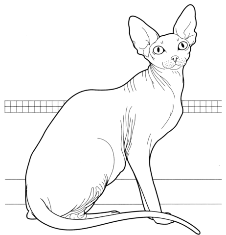 Canadian Sphynx Coloring Page