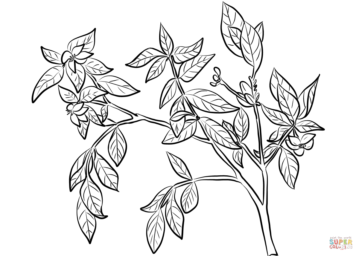 Cape Jasmine (Gardenia Jasminoides) Coloring Pages