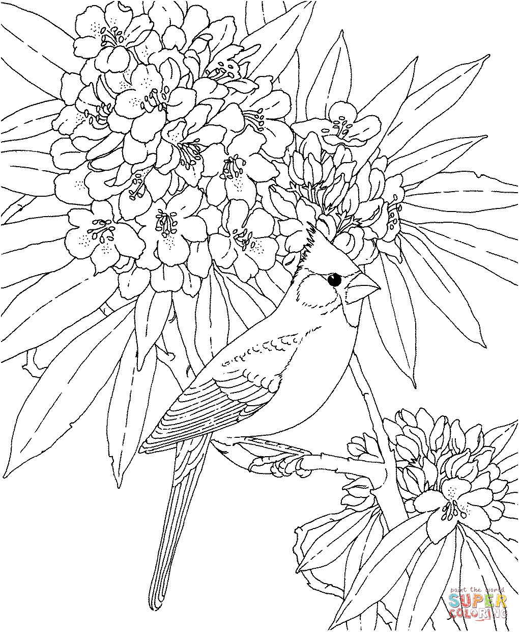 Cardinal And Rhododendron West Virginia Bird And Flower Coloring Pages