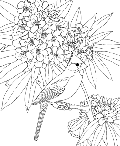 Cardinal and Rhododendron West Virginia Bird and Flower Coloring Pages