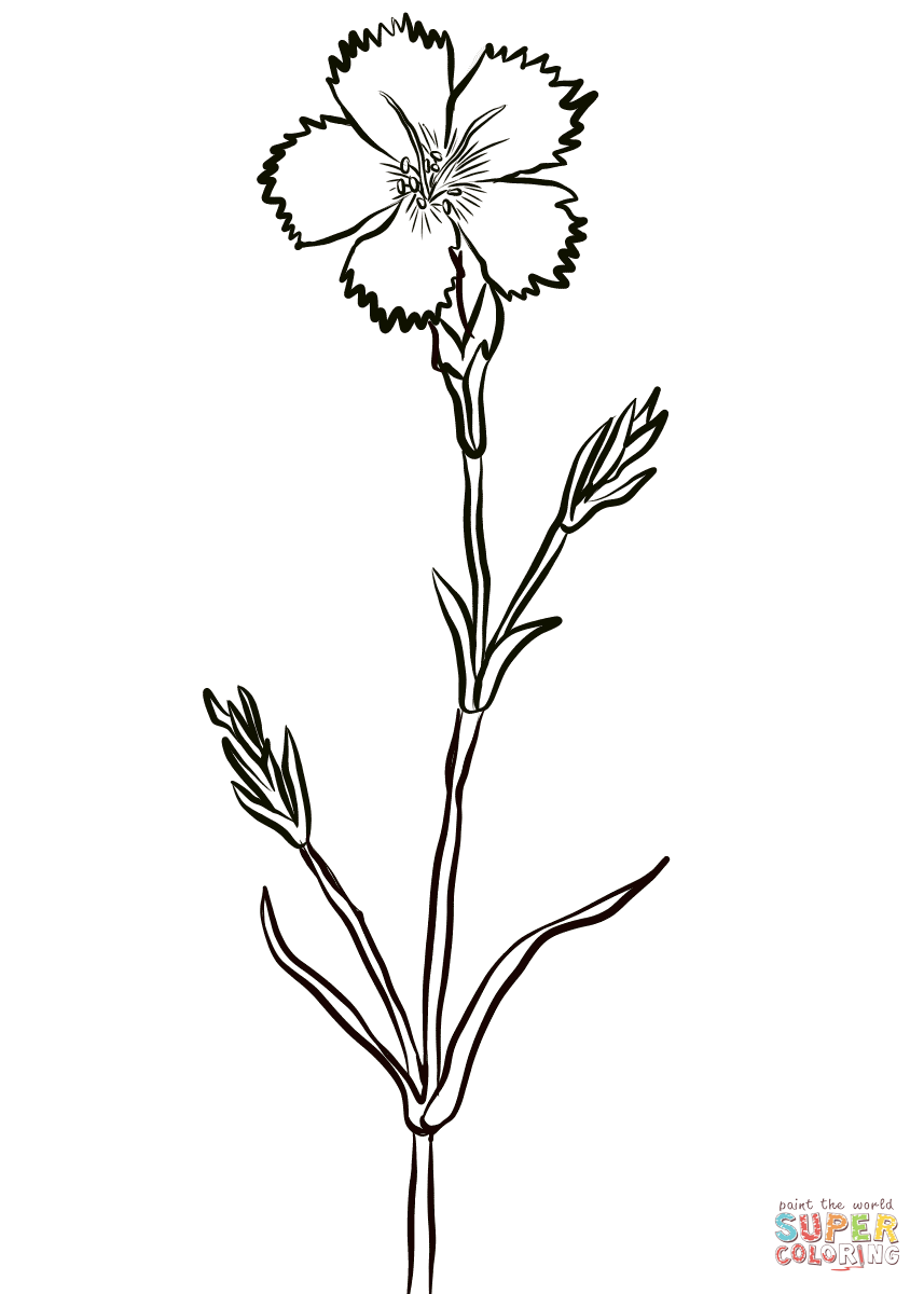 Carnation, Dianthus Caryophyllus Coloring Pages