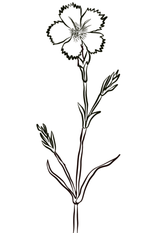 Carnation, Dianthus Caryophyllus Coloring Page
