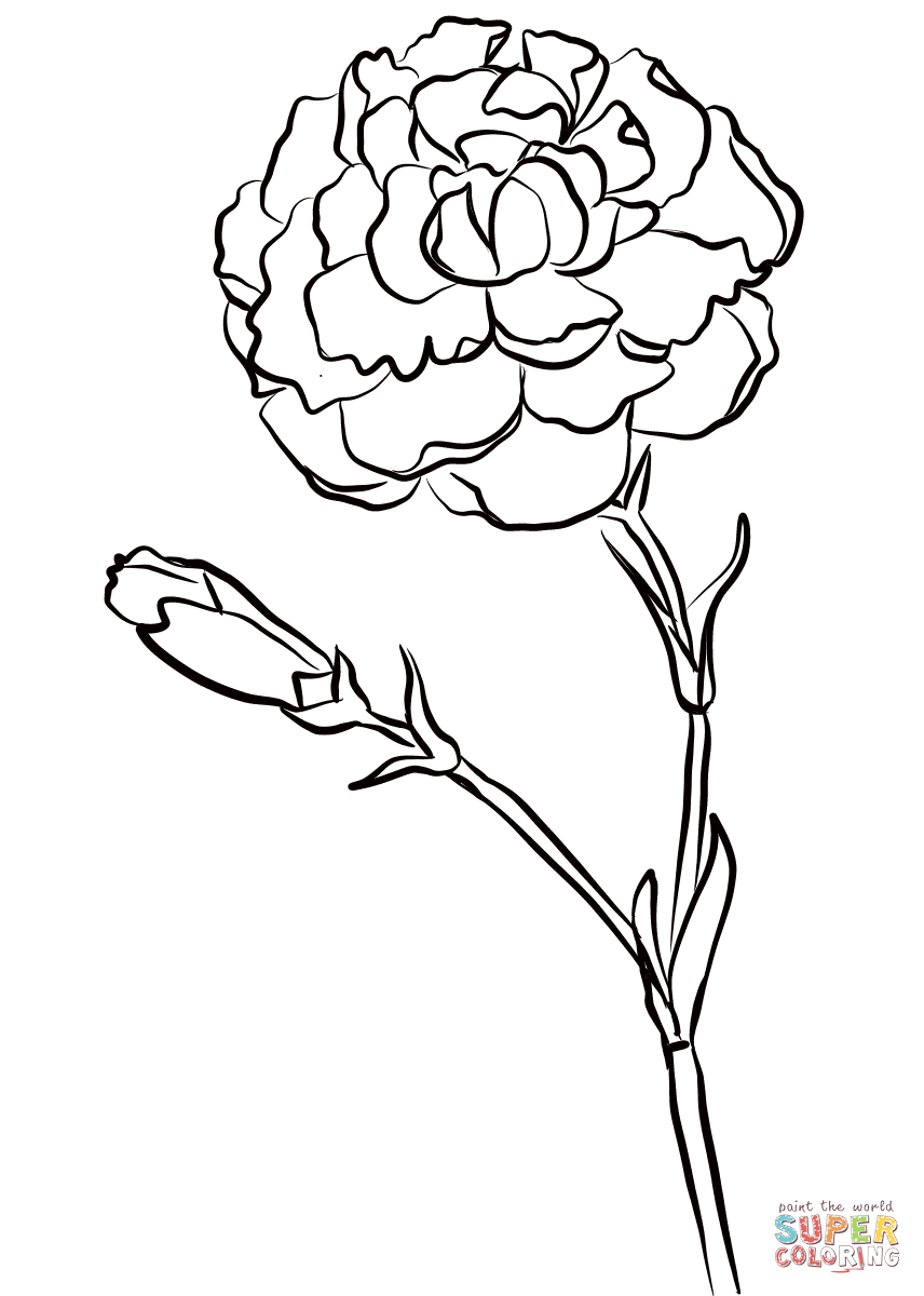 Carnation ‘Chomley Farran’ Coloring Pages