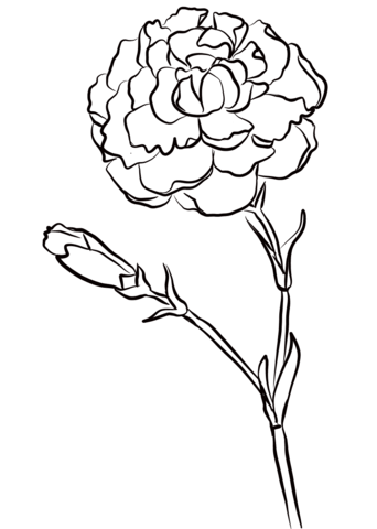 Carnation ‘Chomley Farran’ Coloring Page