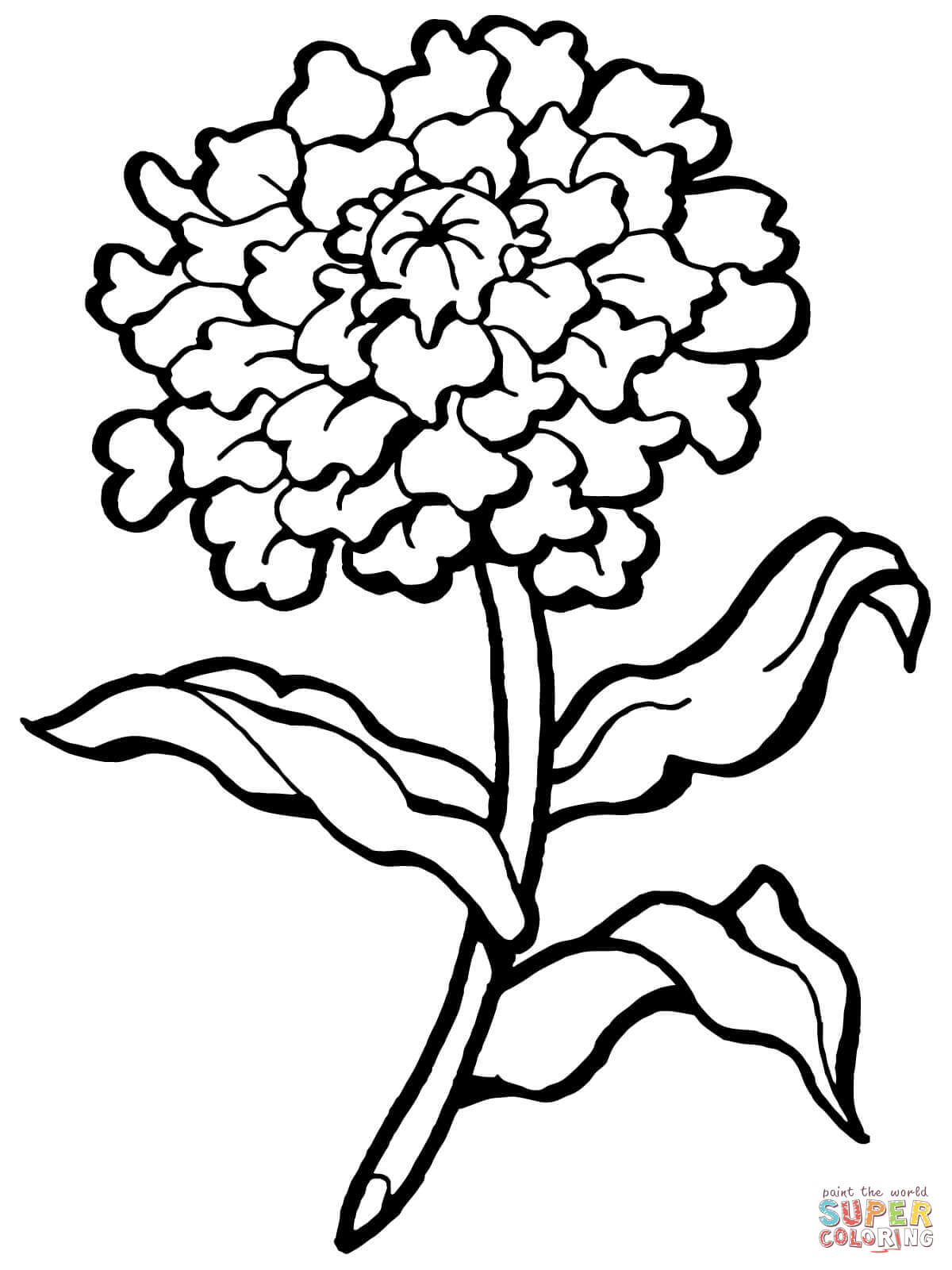Carnation Flower Coloring Pages