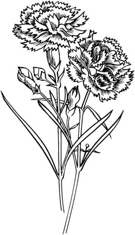 Carnation Flowers Coloring Pages
