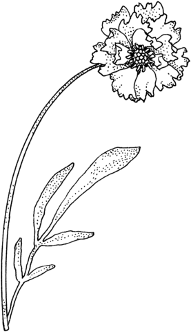 Carnation Coloring Pages