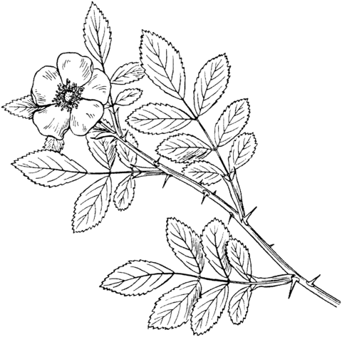 Carolina Rose or Pasture Rose Coloring Page