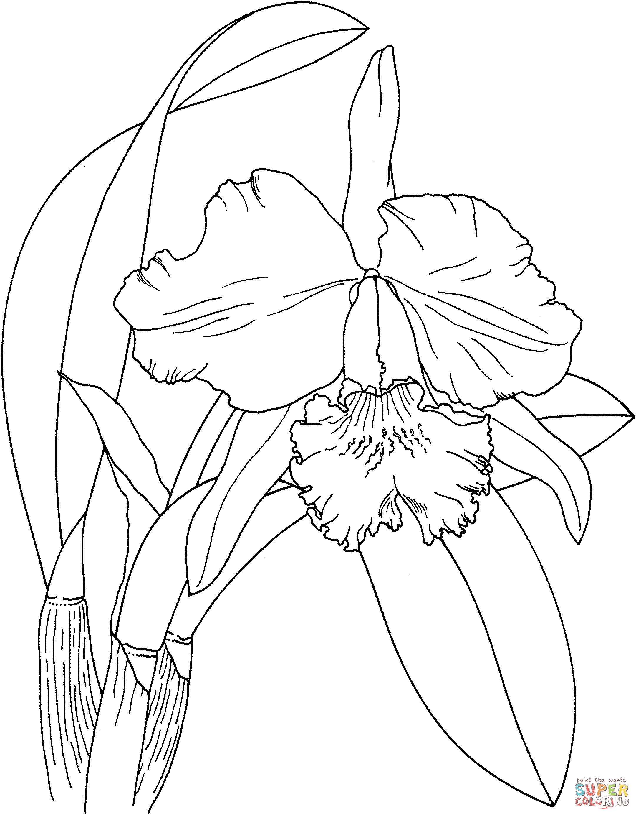 Orchidée de Pâques Cattleya d'Orchidée