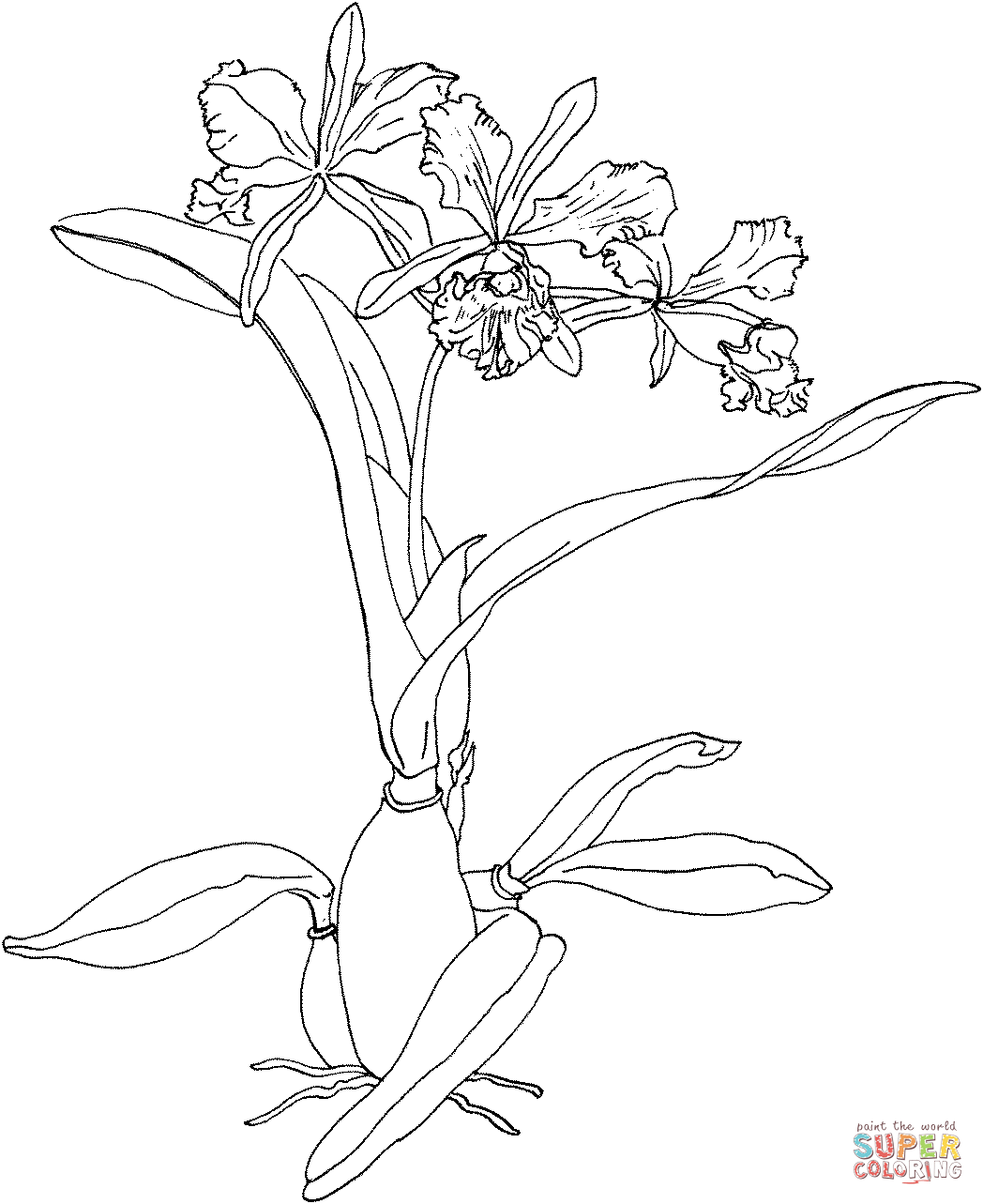 Cattleya Maxima or Christmas Orchid Coloring Pages - Orchid Coloring Pages  - Páginas para colorear para niños y adultos