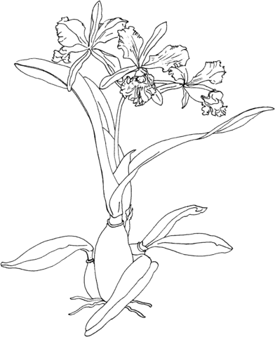Cattleya Maxima or Christmas Orchid Coloring Page