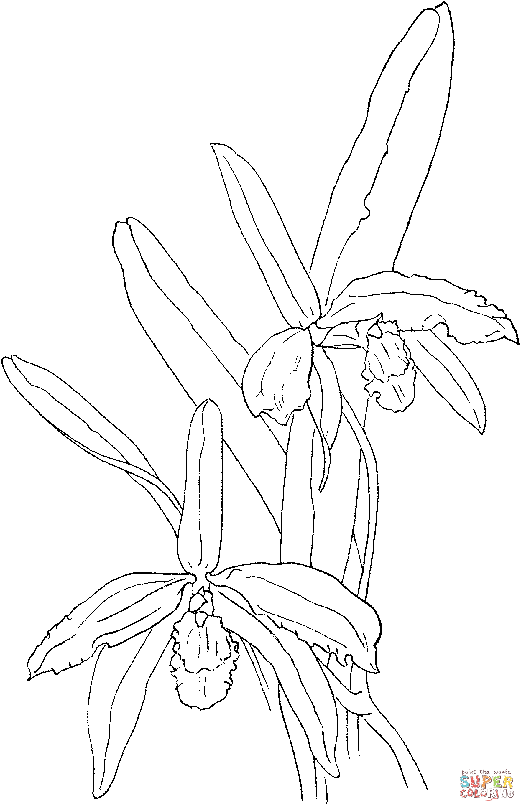 Cattleya Perrinii Or Perrin's Sophronitis Orchid Coloring Pages