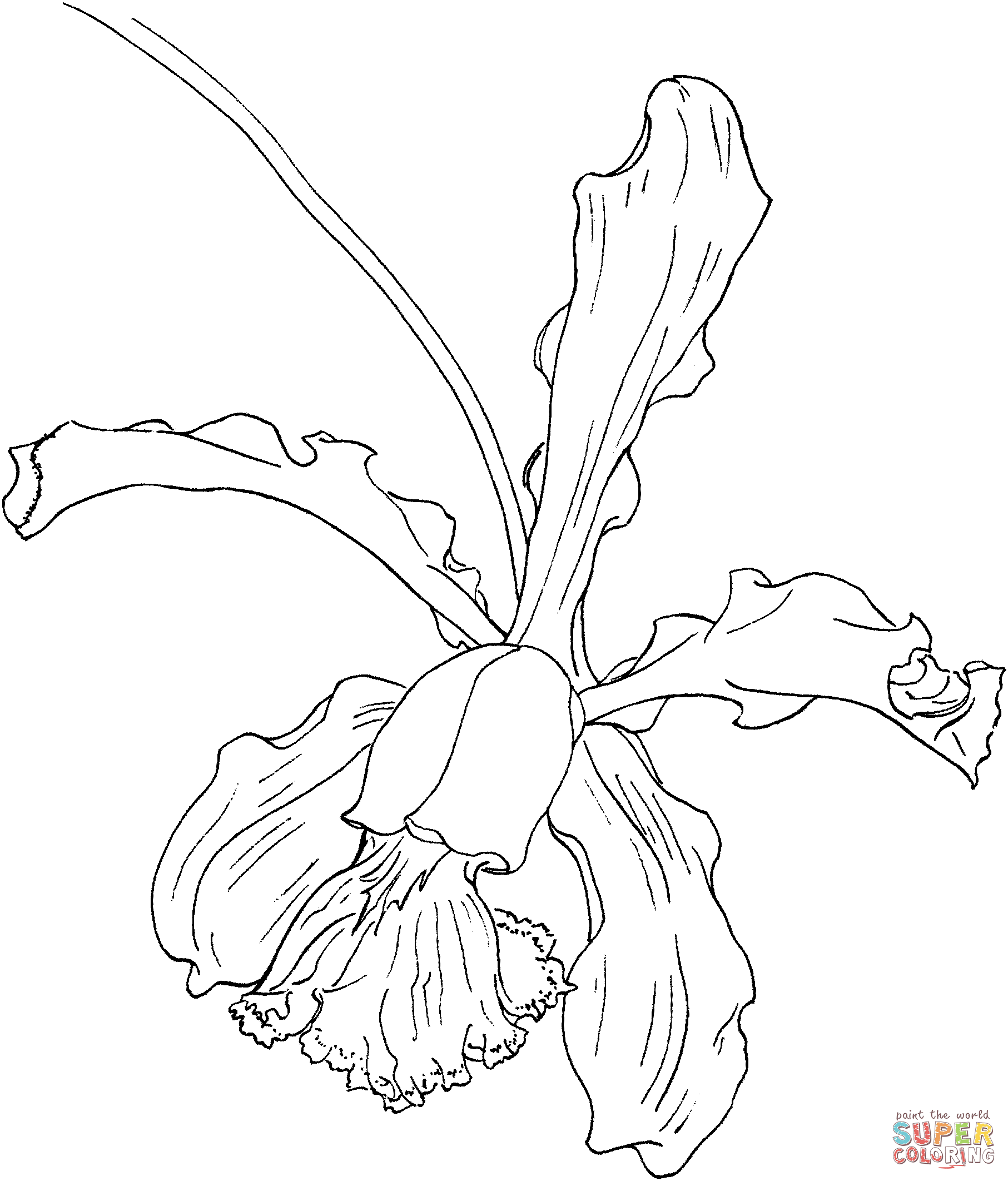 Cattleya Schilleriana Orchid Coloring Page