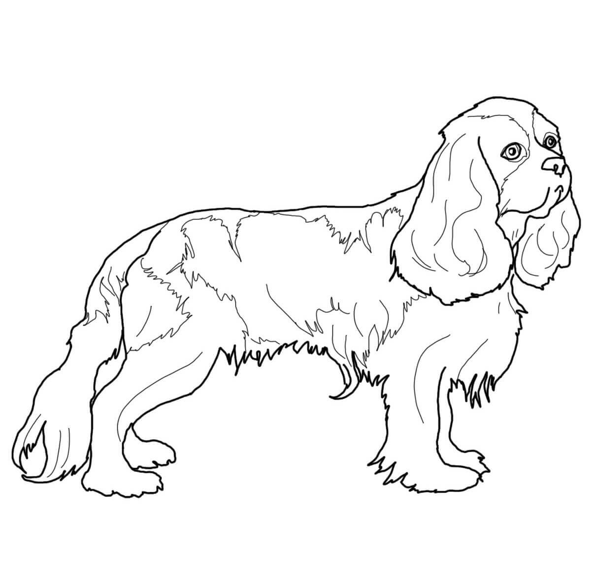 Cavalier King Charles Spaniel Coloring Pages Dogs Coloring Pages 
