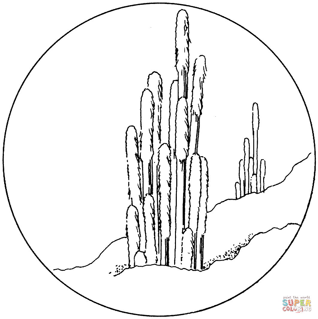 Cephalocereus Senilis o Cactus Viejo de Cactus