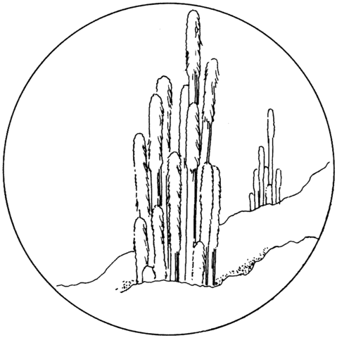 Cephalocereus Senilis or Old Man Cactuses Coloring Page