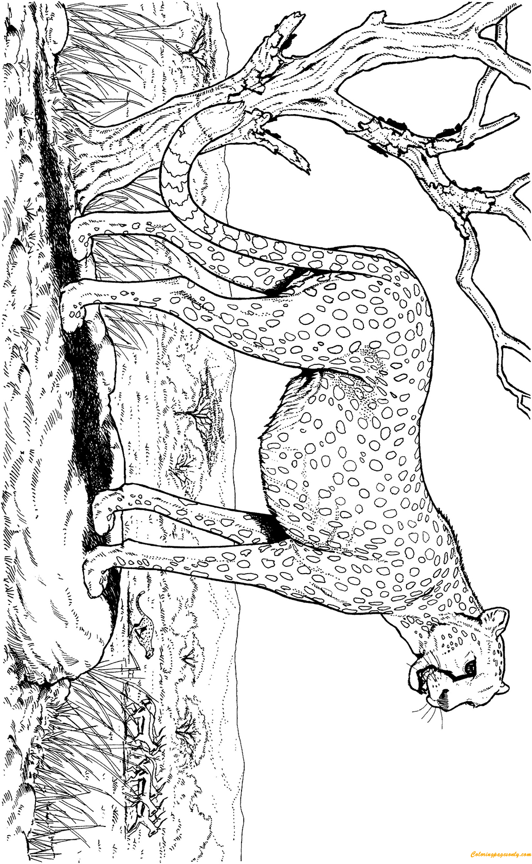 Гепард в природе Животное из Харда
