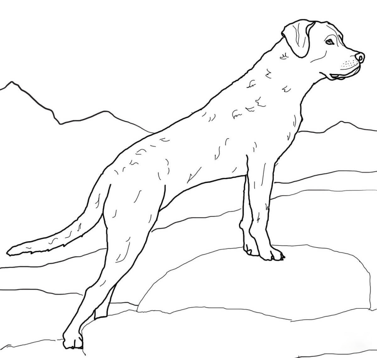 Chesapeake-bay Coloring Pages