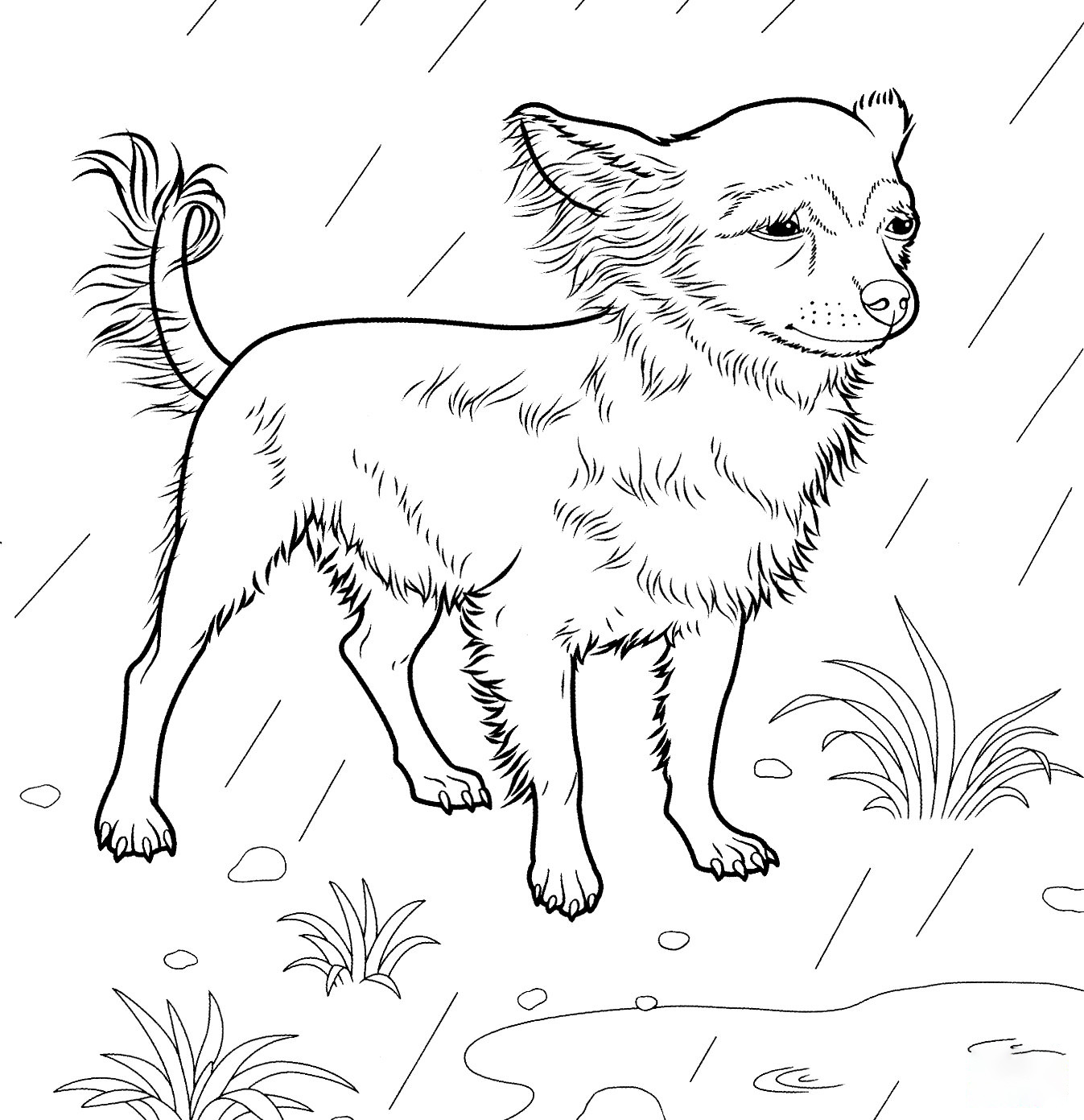 Chihuahua Coloring Page
