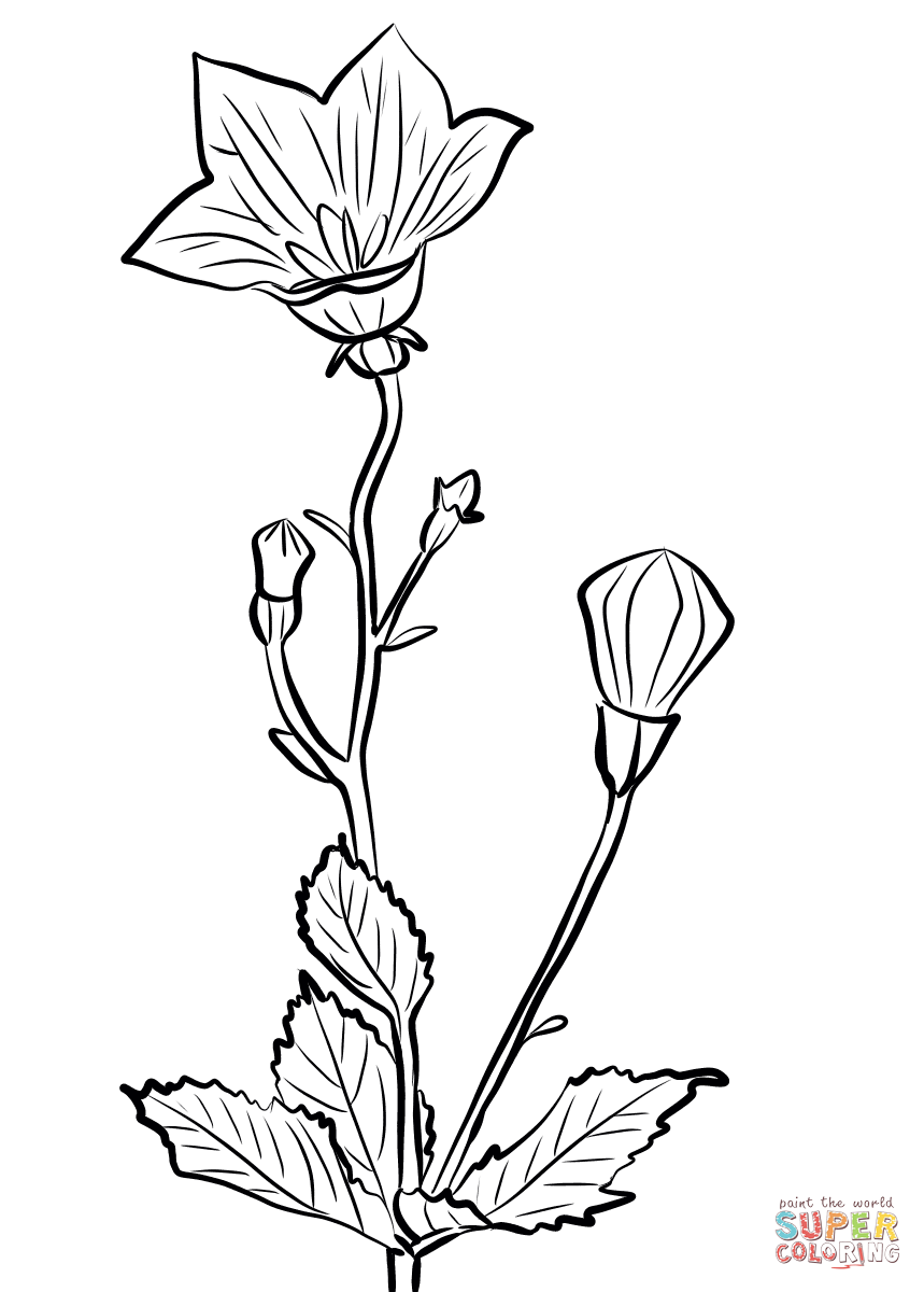 Chinese Bellflower (Platycodon Grandiflorus) Coloring Page