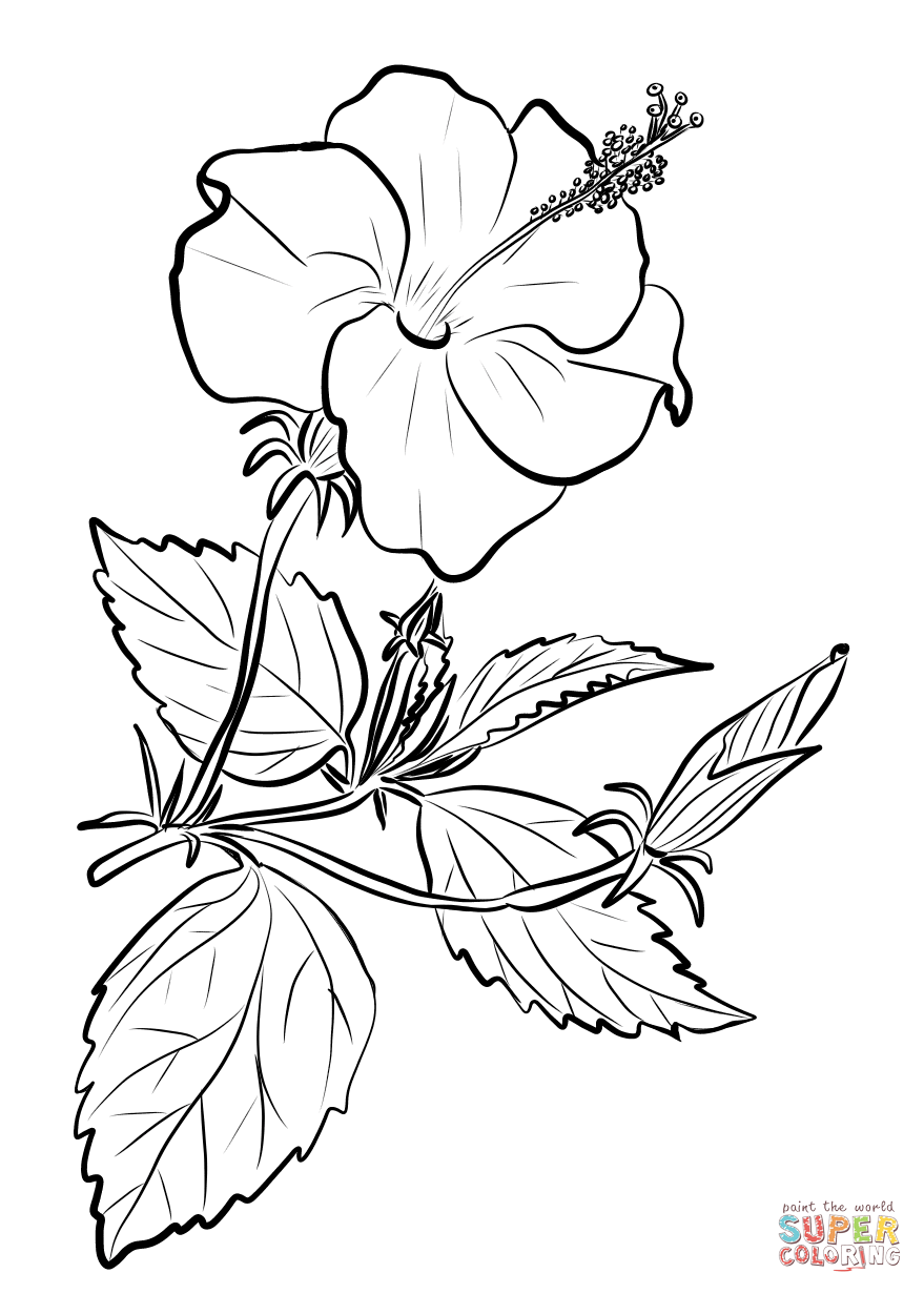 Chinese Hibiscus Coloring Page
