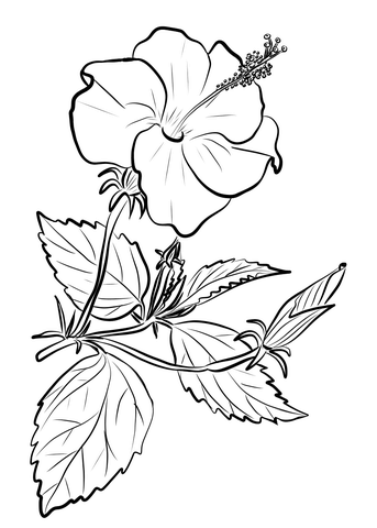 Chinese Hibiscus Coloring Page