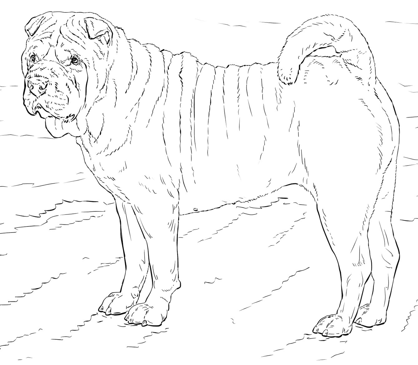 Chinese Shar-pei Coloring Pages