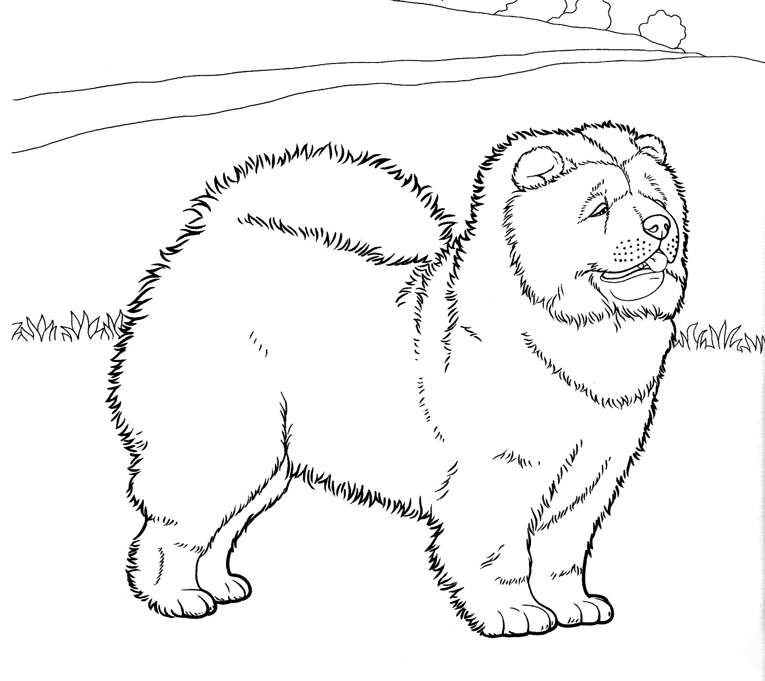 Chow Chow Coloring Pages