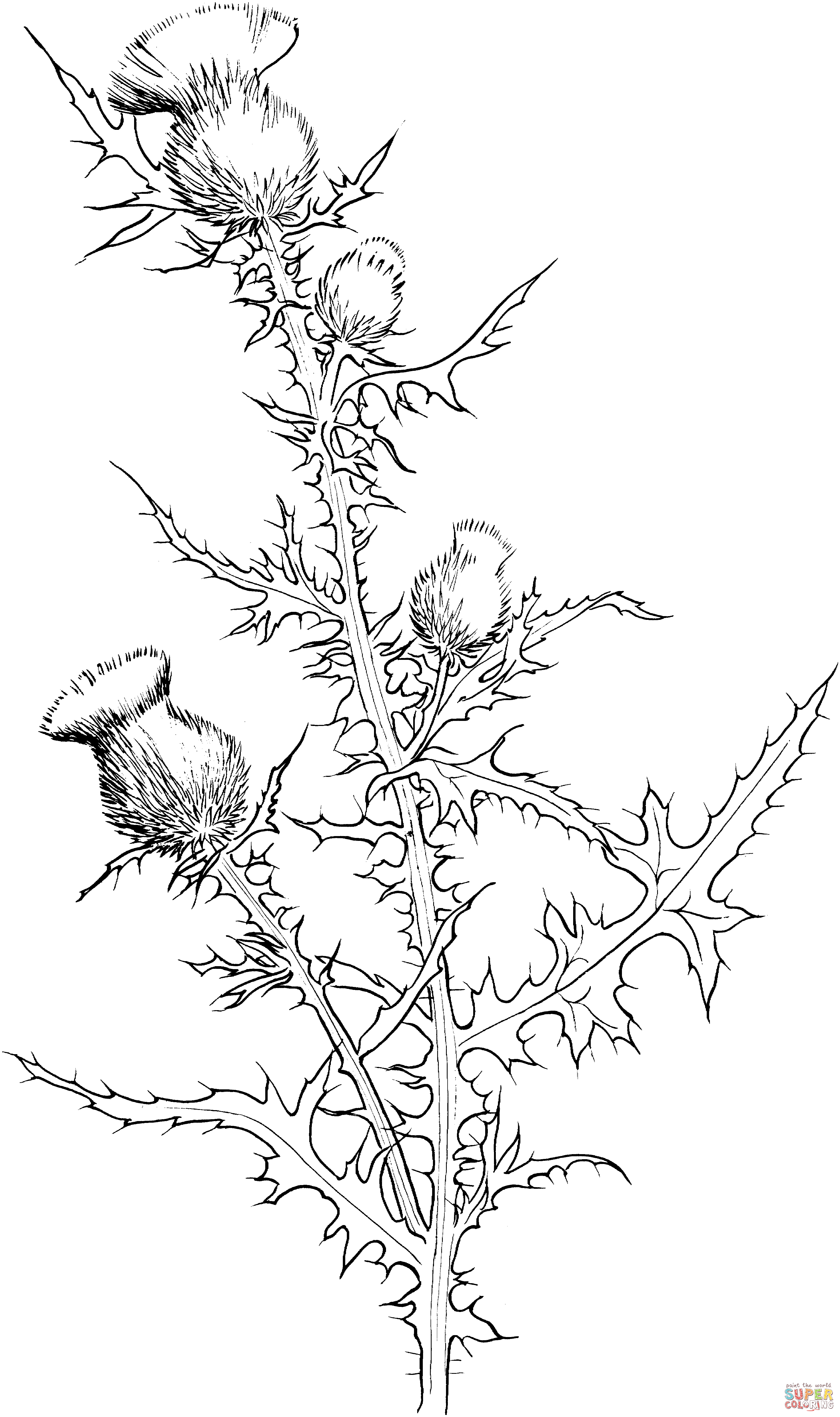 Cirsium Vulgare ou Chardon Bull de Thistle