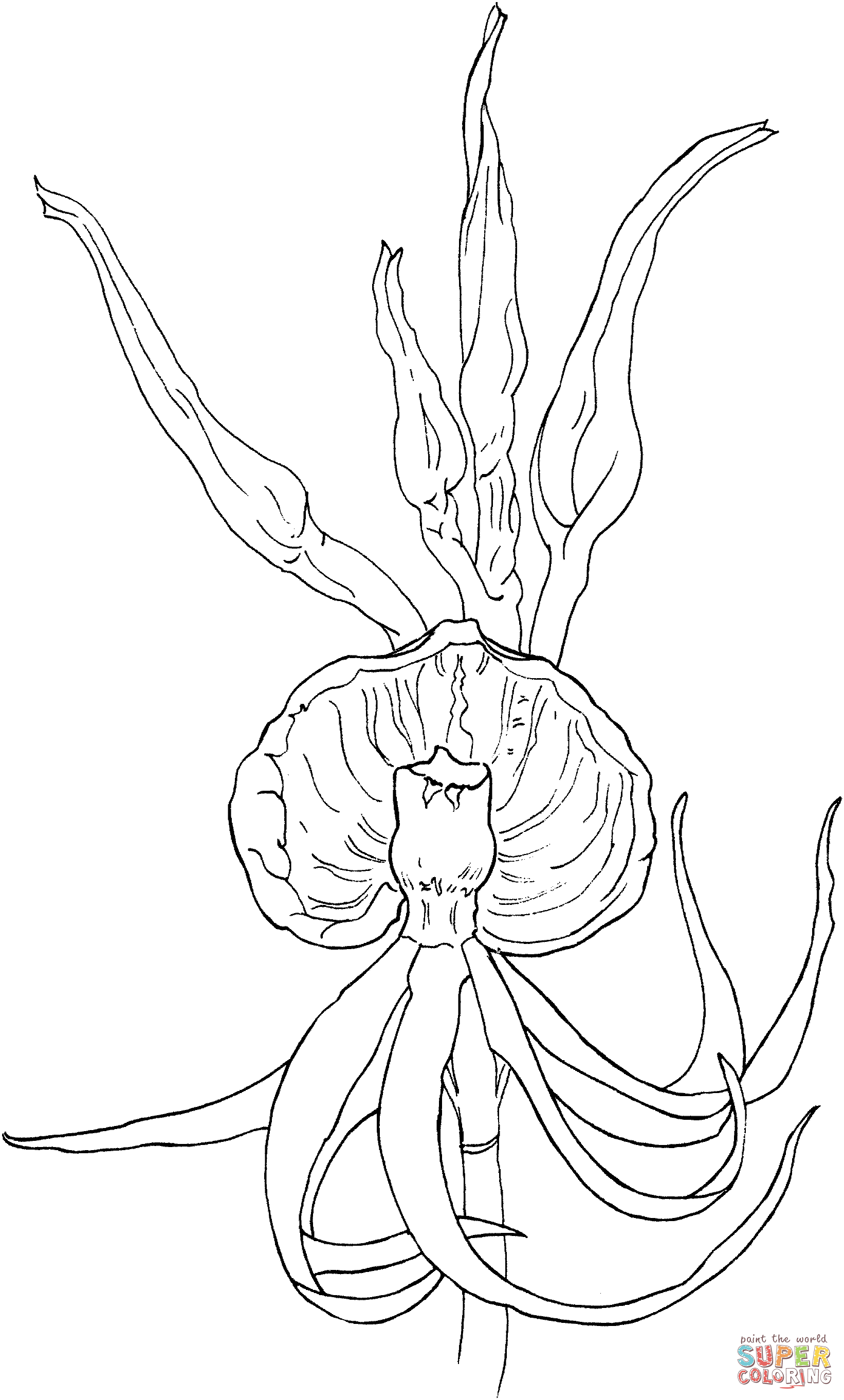 Clam Shell Orchid or Epidendrum Cochleatum Coloring Page