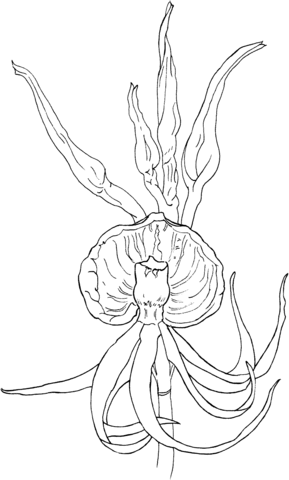 Clam Shell Orchid or Epidendrum Cochleatum Coloring Pages