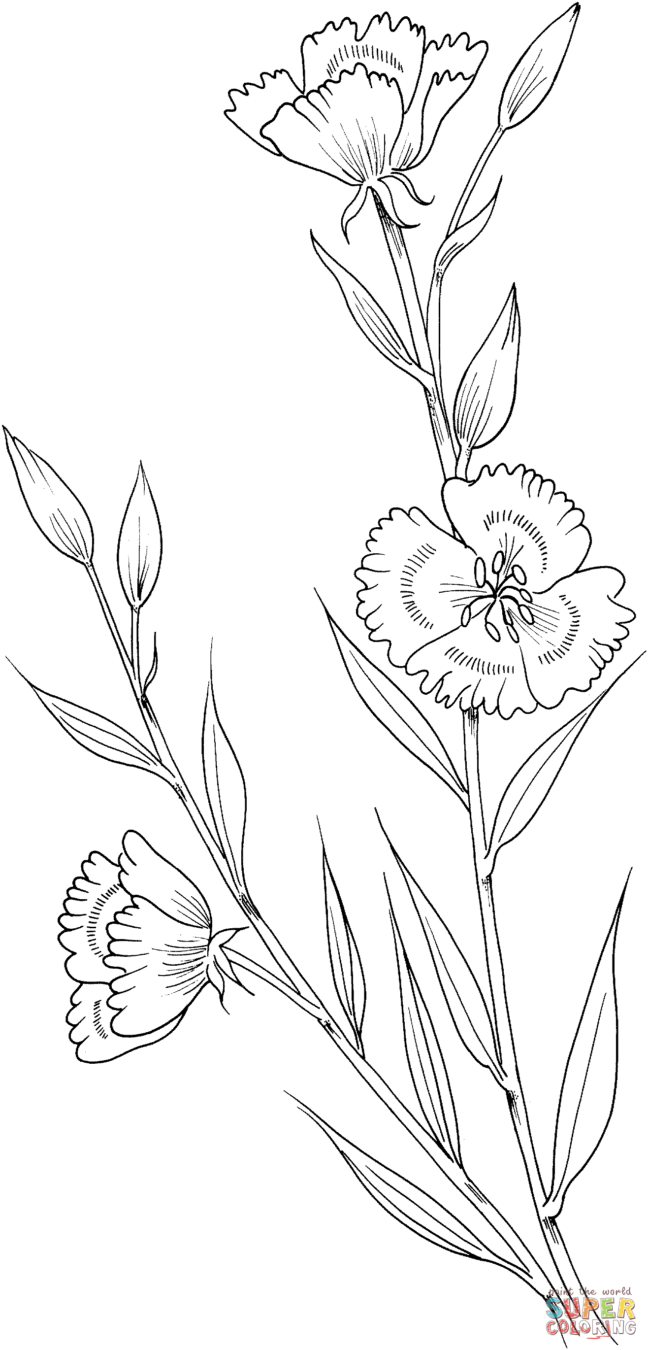 Clarkia Amoena Farewell to Spring Coloring Page