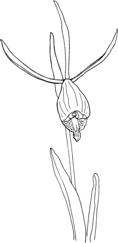 Cleistes Divaricata Rosebud Orchid Coloring Page