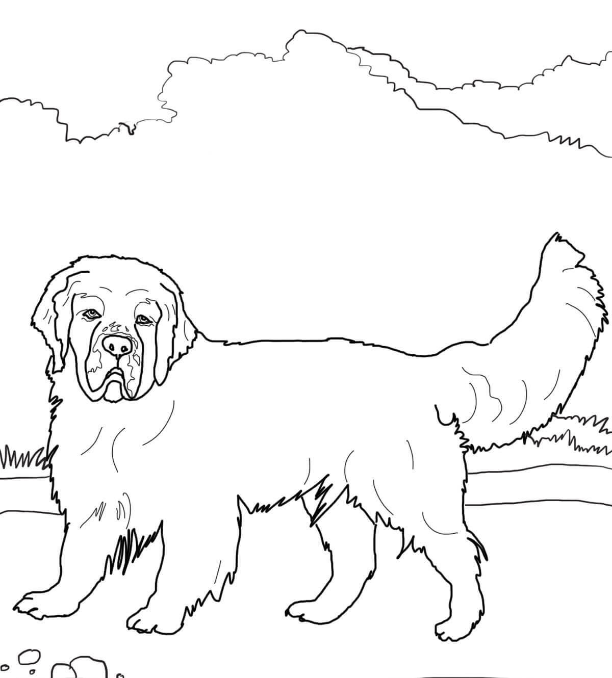 Clumber Spaniel from Dogs