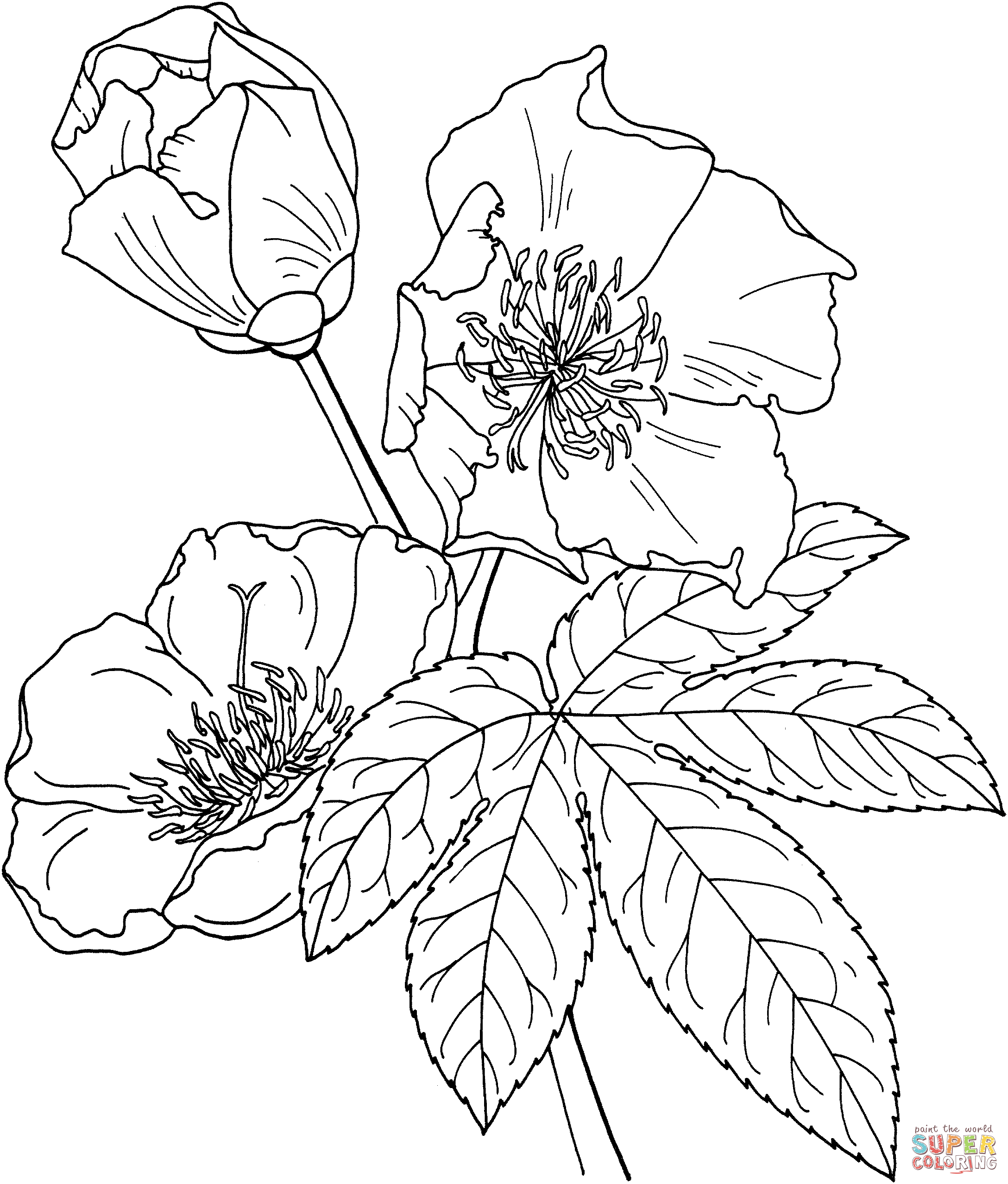 Cochlospermum Vitifolium Or Buttercup Tree Coloring Pages