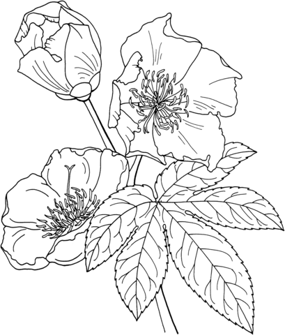 Cochlospermum Vitifolium or Buttercup Tree Coloring Pages