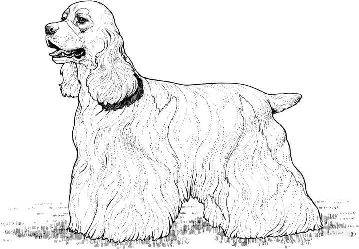 Cocker Spaniel Royal Coloring Pages