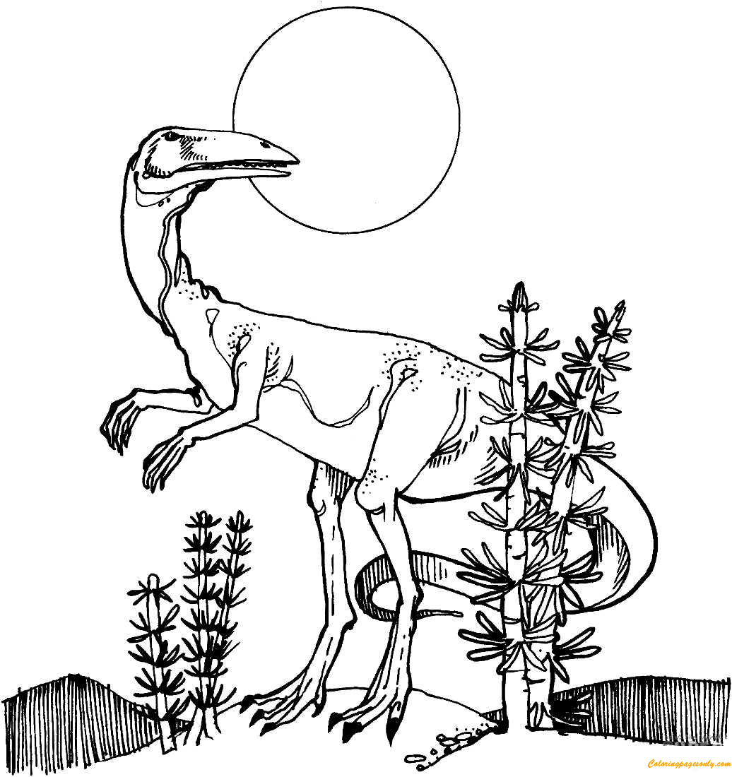 Coelophysis from Coelophysis