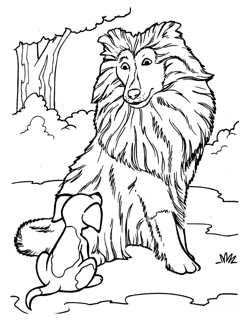 Collie And A Puppy Coloring Pages