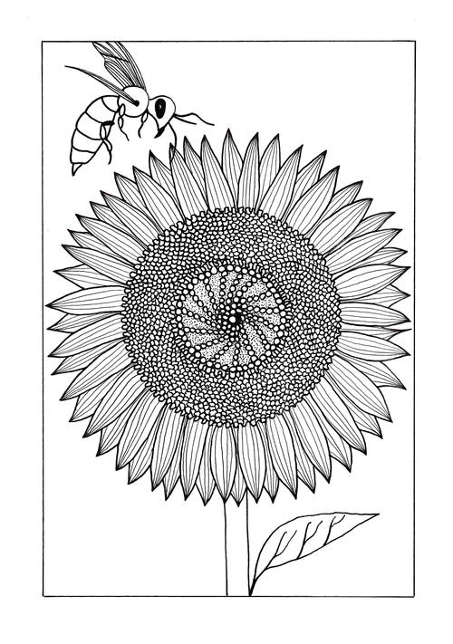 Colorful Sunflower Coloring Page