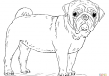 Cute Pug Dog Coloring Page