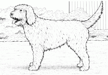 Cockapoo Puppy – For All Ages Coloring Pages