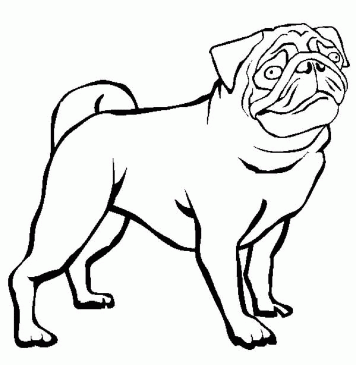 Imagens para colorir de Pug – para crianças e adultos desde cachorrinho