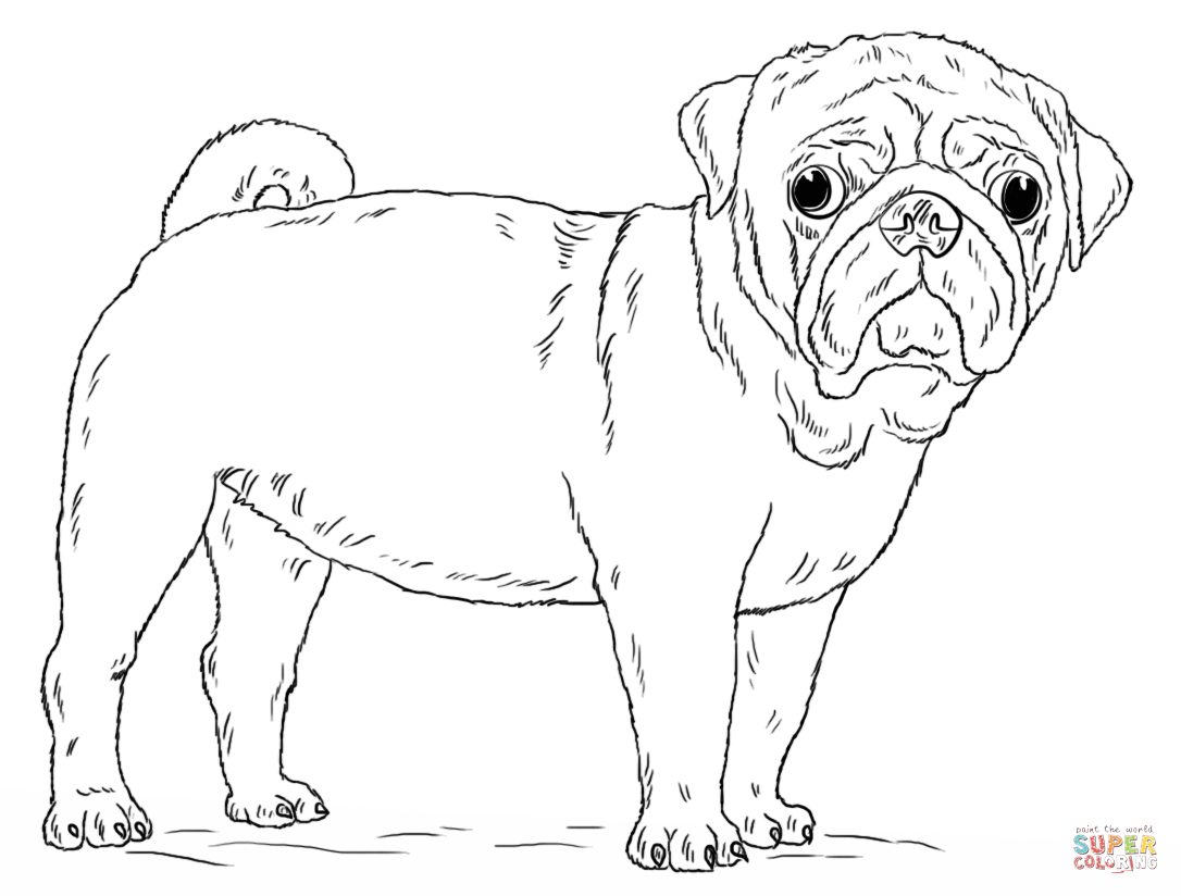 Cute Pug Dog Coloring Pages