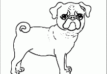 Pug Dog Curly Tail Dog Puppy  Wecoloringpage Coloring Pages