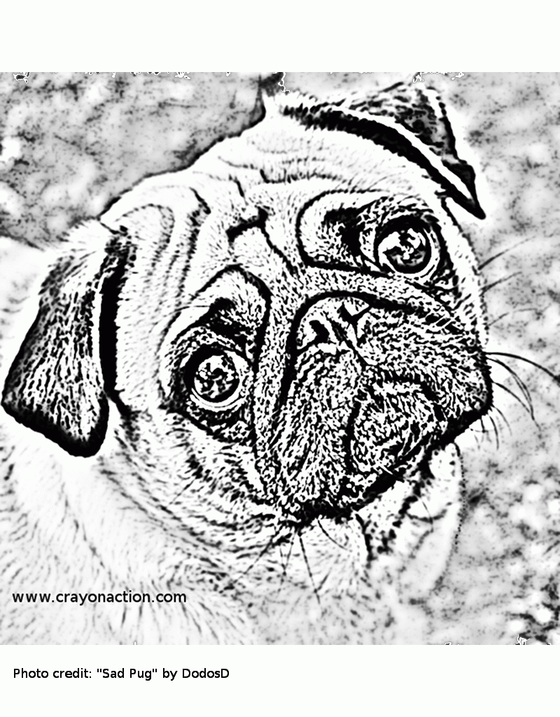 Printable Of Pugs – for Kids and for Adults Coloring Pages