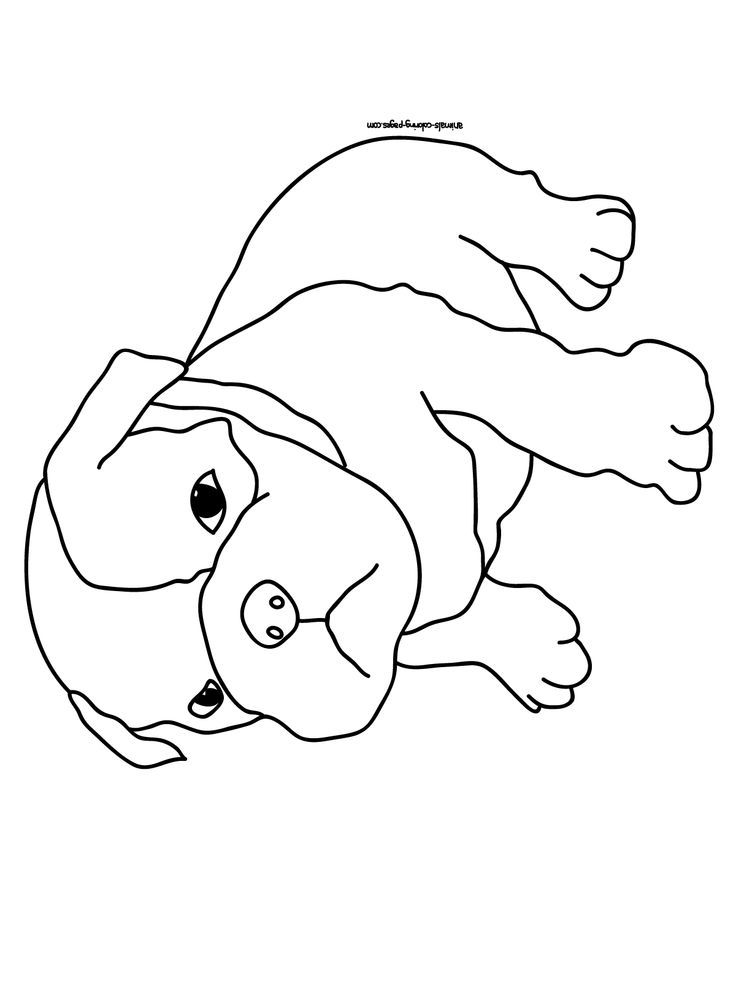 Pin By Alexia Wright On Pug Coloring Pages