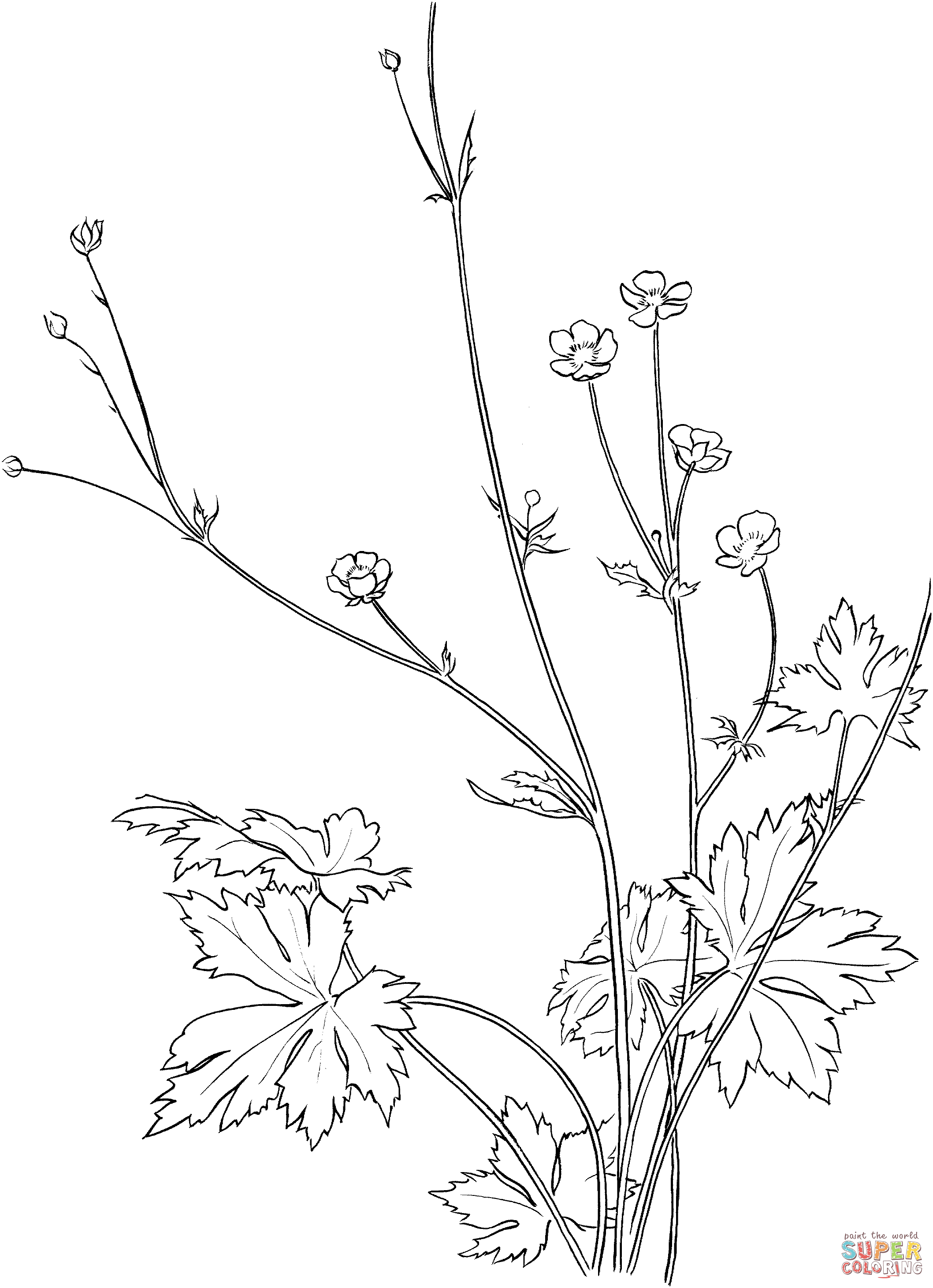 Common Buttercup Flower Coloring Pages